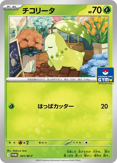 菊草葉